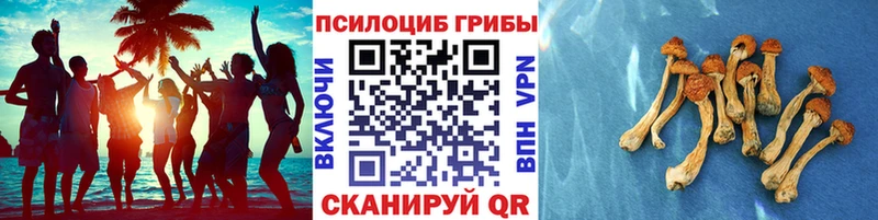 Псилоцибиновые грибы Psilocybine cubensis  Купить закладки  Гаврилов Посад 